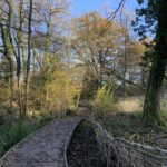 Photo of a woodland with a boardwalk built to take visitors over a wet patch.