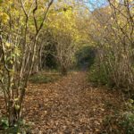 Photo of a path through hazel coppice. The sun shines attractively on the yellowing leaves.