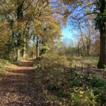 Pretty photograph of a path through trees on the edge of a clearing.