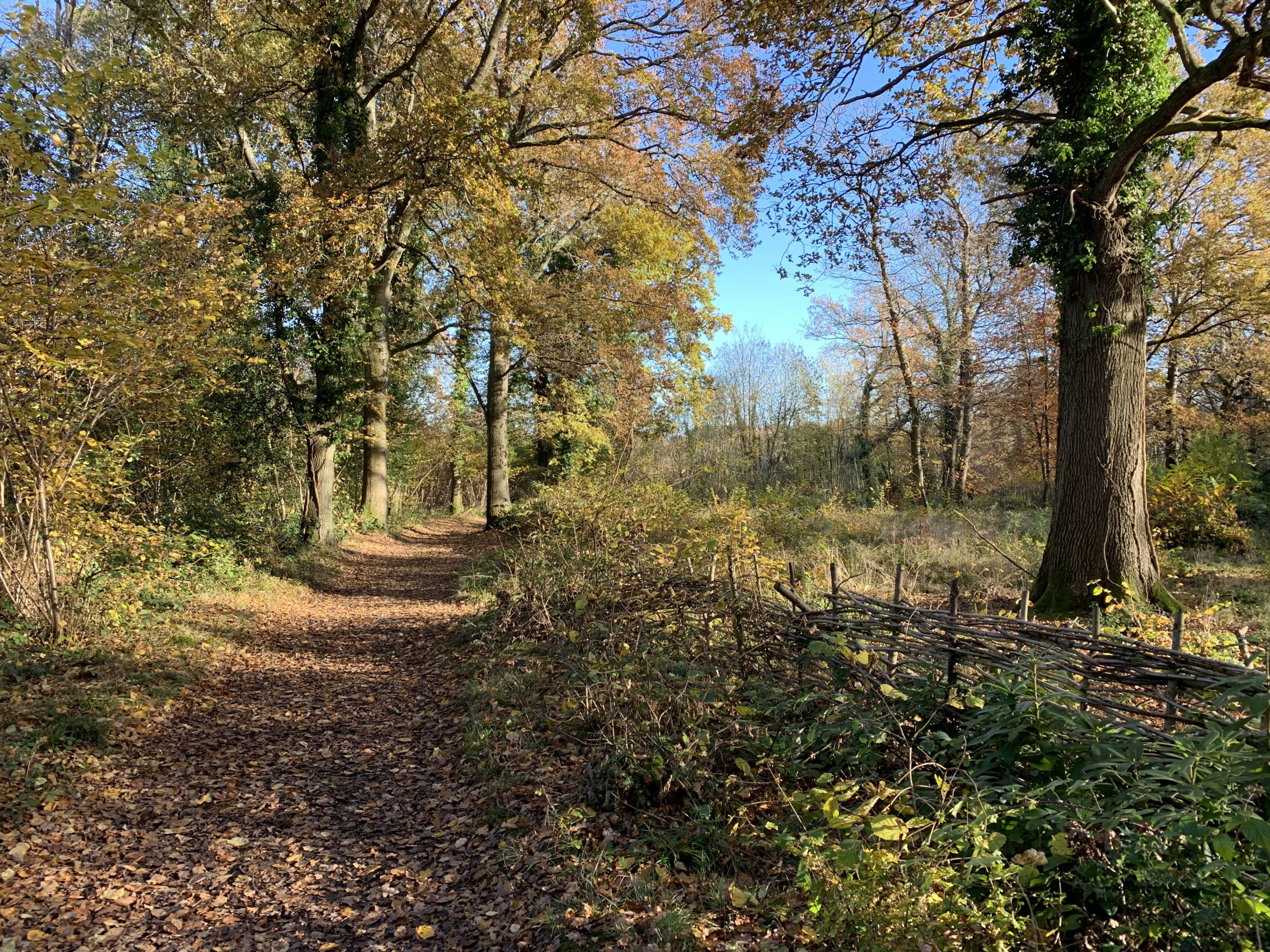 Pretty photograph of a path through trees on the edge of a clearing.