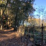 Photo showing a woodland path, with a fence made of hazel stems.