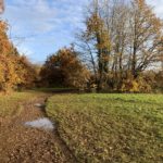 Autumnal photo showing a rough path with a few puddles. Golden oak trees looking pretty in the afternoon sunshine.