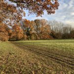 Autumnal photo showing golden oak trees looking pretty in the afternoon sunshine.