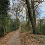 Photo taken looking down a path strewn with leaves. Tall tress and Holly either side.