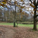 Photo showing the last few autumn leaves hanging on, a path strewn with leaves. Tall tress in the background and a wooden shelter.