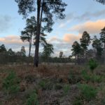 Photograph looking across an open landscape with scattered, tall pine trees. Pretty evening sky.
