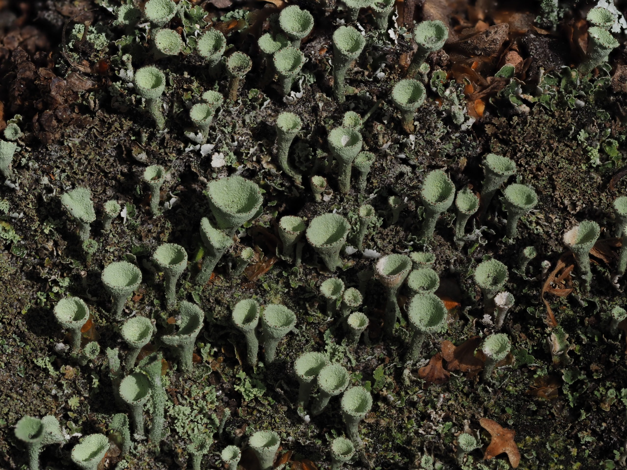 A patch of small green cup-shaped lichen