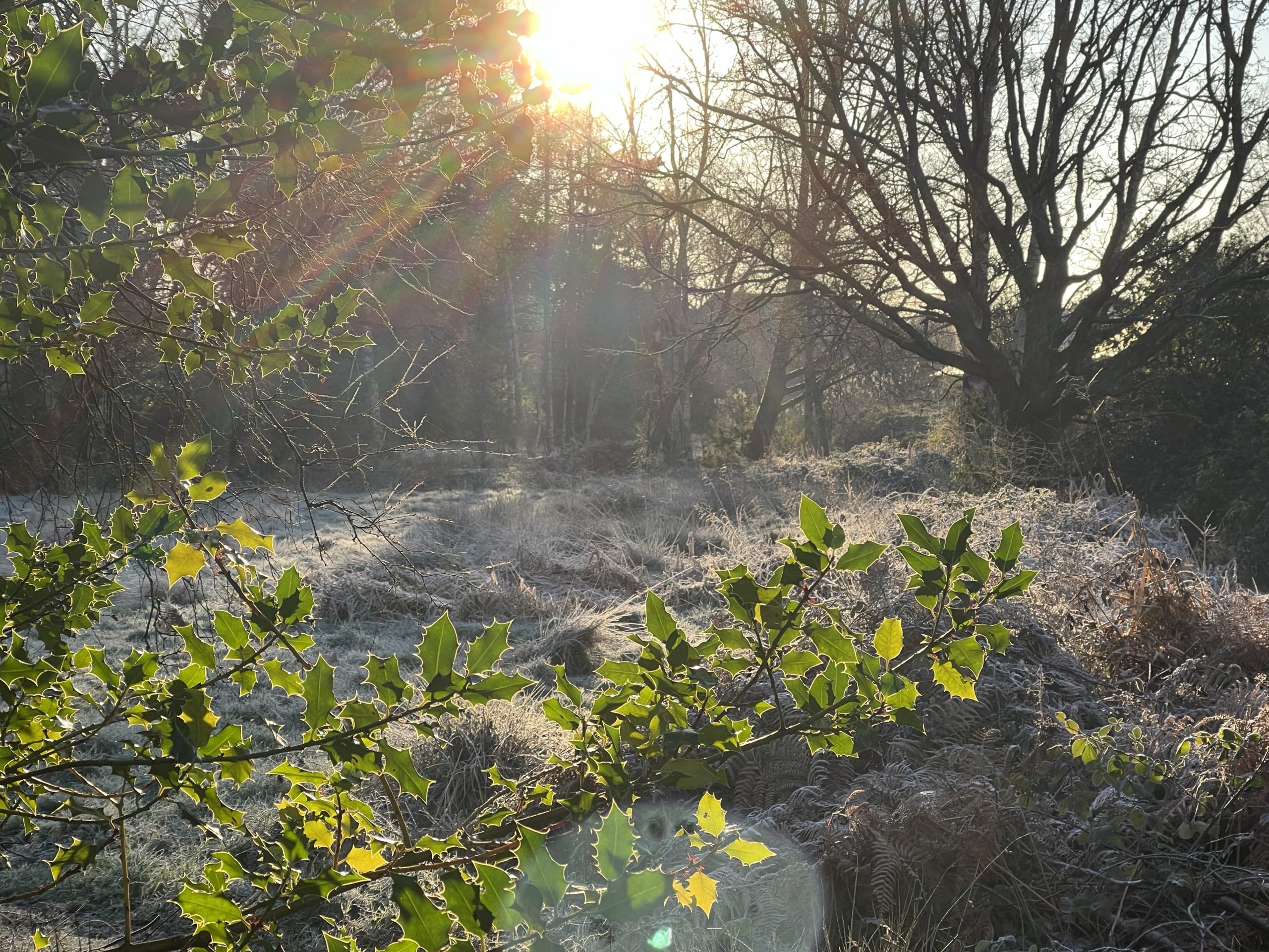 Winter sunshine falling on a frosty meadow with bright green Holly branches in the foreground