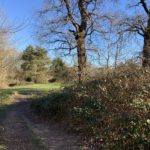 Photograph of a rough path flanked by brambles, opening out to the green parkland.