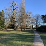 Wintery photograph of a green park, with bare trees and evergreens.