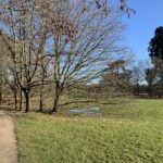 Wintery photograph of trees beside a surfaced pathway.