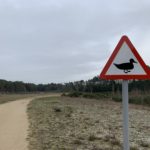 Wintery photograph looking across Buckler's Forest on a cold January day. A sign warns of ducks crossing!