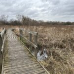Wintery photograph looking across the reed beds and along a wooden boardwalk.
