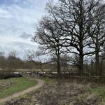 Wintery photograph looking down from the meadow to the river. A stand of large oak trees is silhouetted.