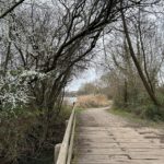 Wintery photograph taken looking down the path, across a bridge and on to the lake. A smattering of blossom cheers the scene.