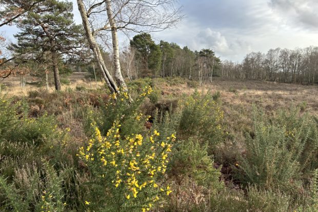 Winter photograph of a view across the heath, with gorse in flower in the foreground