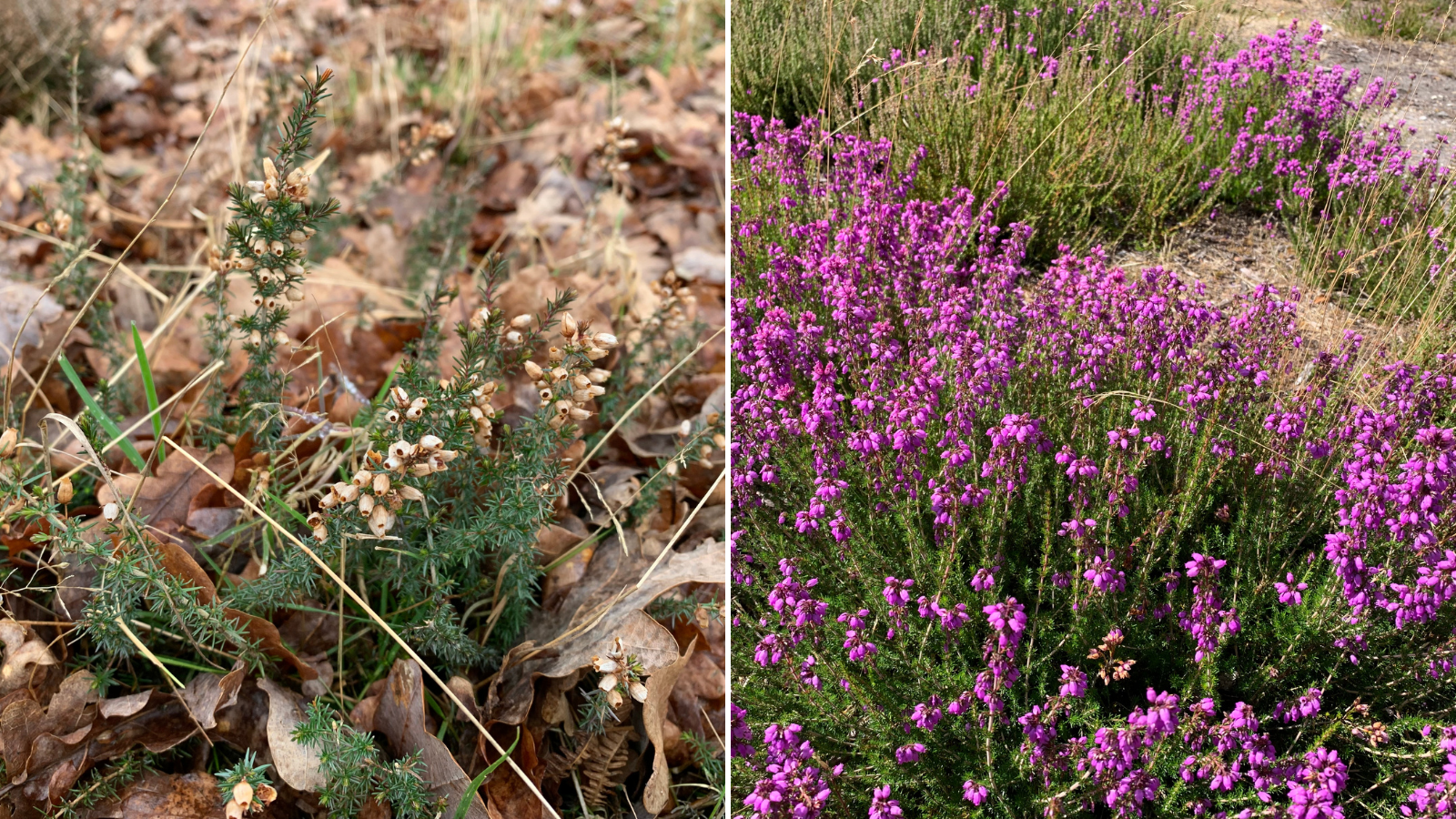 Two photos of Bell Heather. On the left in winter, with dry flower heads. On the right in summer, with vibrant magenta flowers.