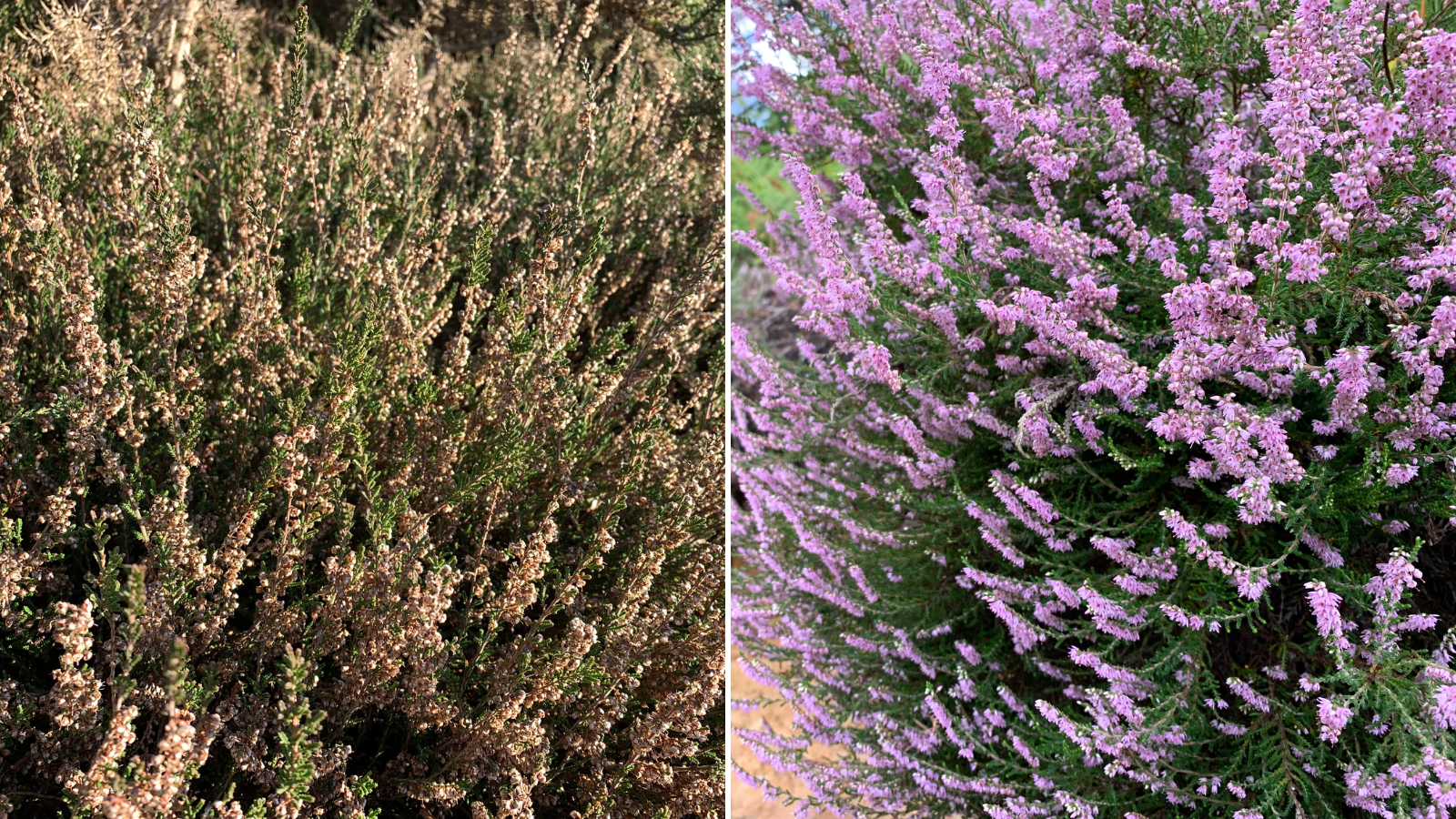 Two photos of Common Heather. On the left in winter, with dry flower heads. On the right in summer, with pinky-purple flowers.