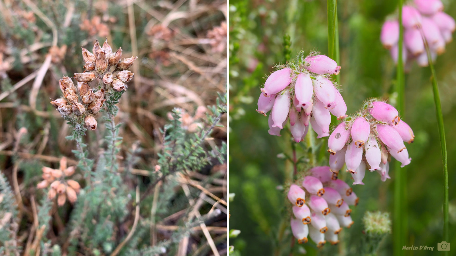 Two photos of Cross-leaved Heath. On the left in winter, with dry flower heads. On the right in summer, with clusters of soft pink flowers.