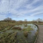 Photo taken of a boardwalk going across very wet ground