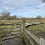 Photo taken beside a wooden gate and a boardwalk going across very wet ground