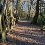 Photograph of an avenue of old Hornbeam trees.