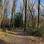 Winter woodland with sun streaming through the trees.