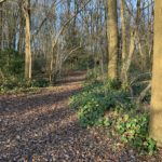 Winter woodland with sun streaming through the trees.