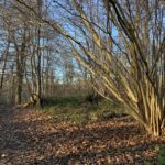 Winter photograph of the sunshine lighting up a coppiced tree and woodland in the background