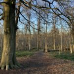 Winter photograph of woodland, with a large tree in the foreground, and smaller birch trees in the distance