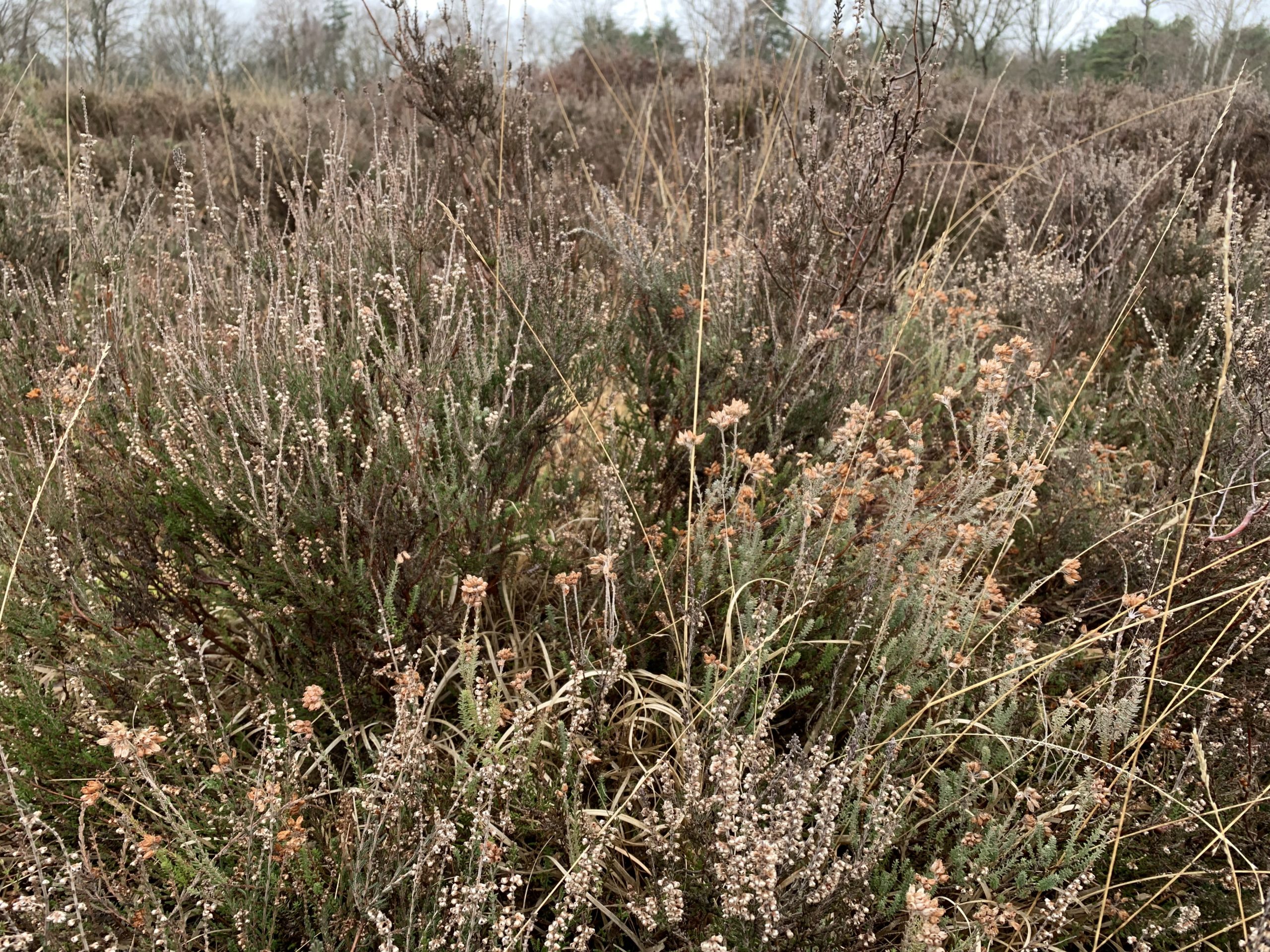 Winter photo showing a mix of Common Heather and Cross-leaved Heath