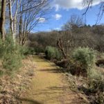 Photograph of a bluesky winter day. Gorse and scrub either side of a surfaced path.