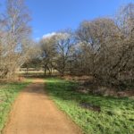 Photograph of a bluesky winter day. A path runs between attractive trees.