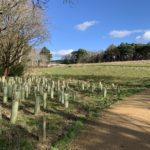 Photograph of a bluesky winter day. A curved path runs beside an area of newly planted trees.