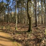 Panoramic photograph of sunshine streaming through woodland.