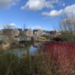 Photograph showing a pond flanked with shrubs, looking across to a group of modern houses.