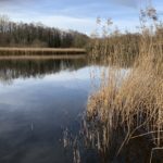 Photo looking out across the lake. Reeds in the foreground and in the distance.