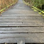 Photo taken looking along a boardwalk. A nature trail marker / brass rubbing plaque of an insect is in the foreground.