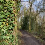 Photo taken looking along a woodland path. A tree trunk think with ivy in the foreground.