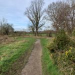 Wintery photo shows a nice path running alongside a meadow. Gorse bushes have yellow flowers in the foreground.