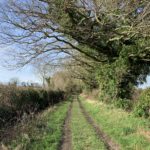 Photo taken looking down a rough lane. Large oak trees are covered in ivy.