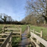 Wintery photo of a gate into a field with a large oak tree and thick hedgerow