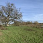 Wintery photo of a field with a large oak tree