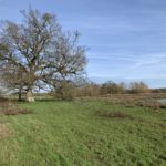 Wintery photo of a field with a large oak tree