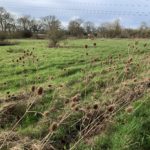 Photo of Teasel heads and a green meadow behind. Crossed by overhead wires and pylons.