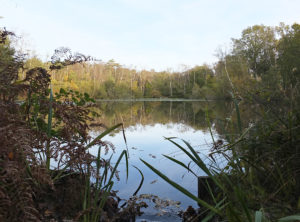 Fishpool Chobham Common – A pond where monks once grew fish for the table.