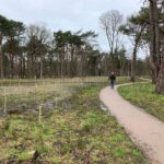 Photo of an open park area with a good, surfaced path. Newly planted saplings in the foreground, and tall trees in the distance.