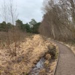 Photo of a wooden board walk along the edge of an open 'common'. Birch trees along the edge of the walk.