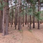Photo of a nice path through pine trees, the ground is dry and covered with pine needles and pine cones.