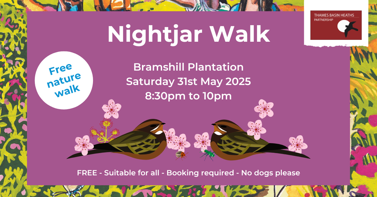 Pretty pink poster advertising a Nightjar walk